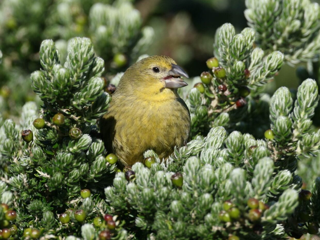 A female Wilkins’s Finch feeding on fruits of the Island Tree Phylica arborea (photo: Peter Ryan)