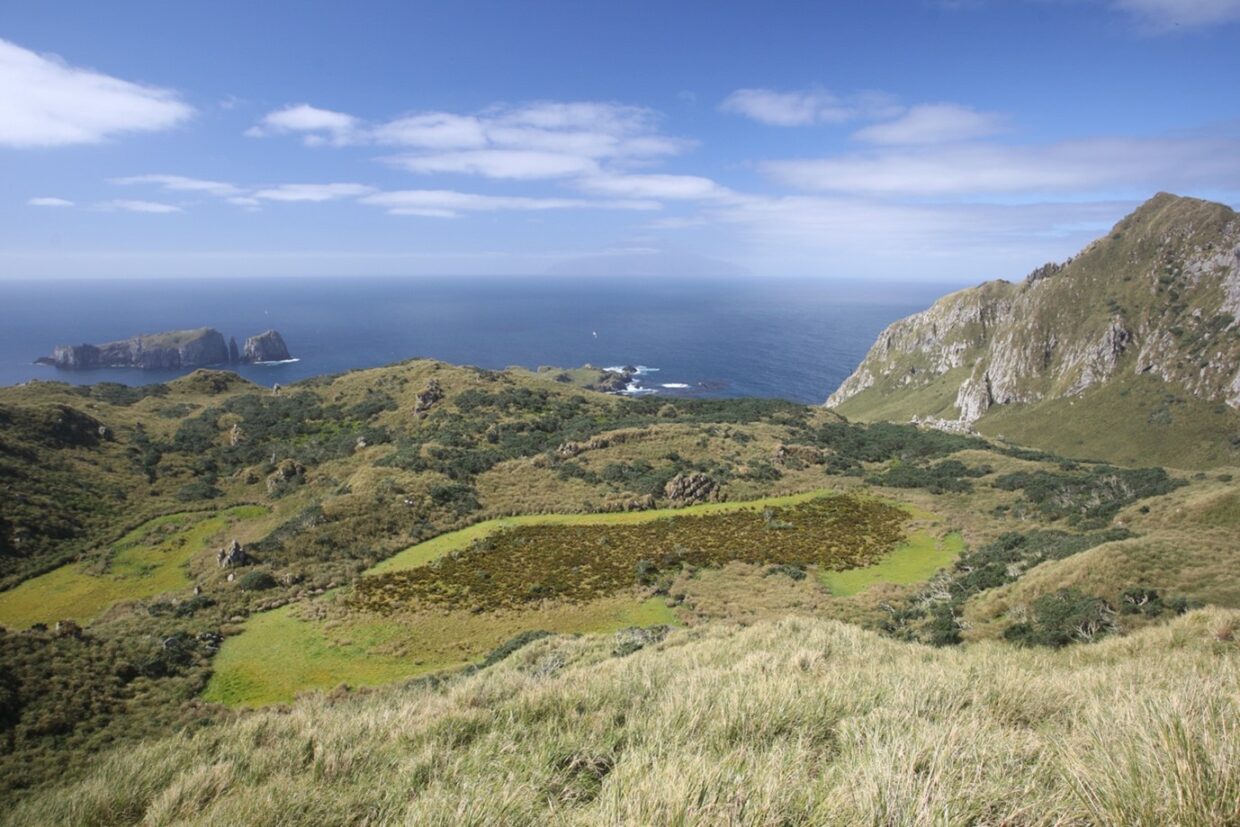 The large copses of Island Trees north of first and second ‘ponds’ on Nightingale in 2011. Many of these trees were blown over in 2019. The main island of Tristan is visible on the horizon (photo: Peter Ryan)