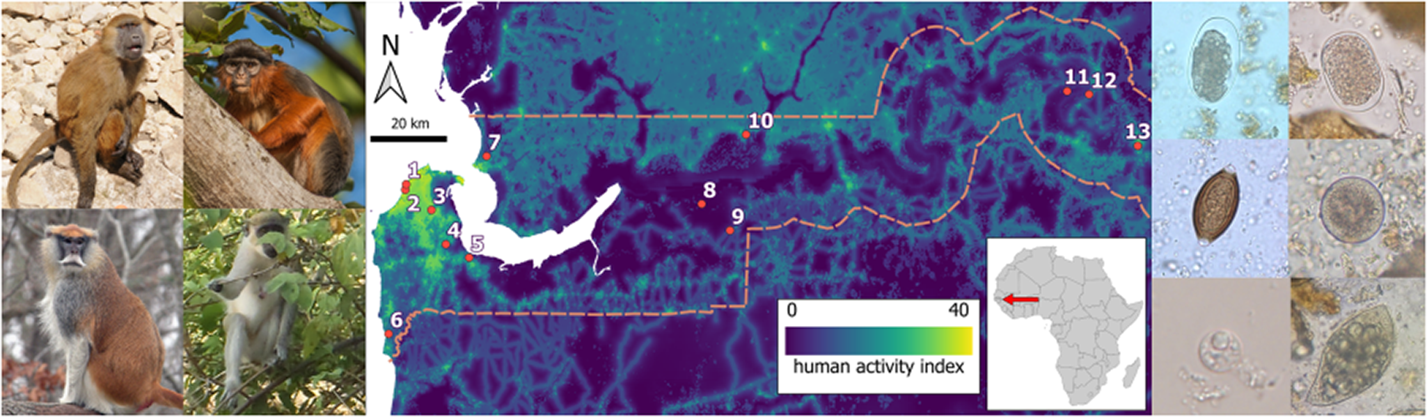 Figure: Heat map of human activity within The Gambia. Selected intestinal parasites identified in four diurnal non-human primate species specimens collected at each sampling site in The Gambia, June 2017 June 2018, and June 2019. The green monkey, patas monkey, Guinea baboon and the endangered Temminck’s red colobus.