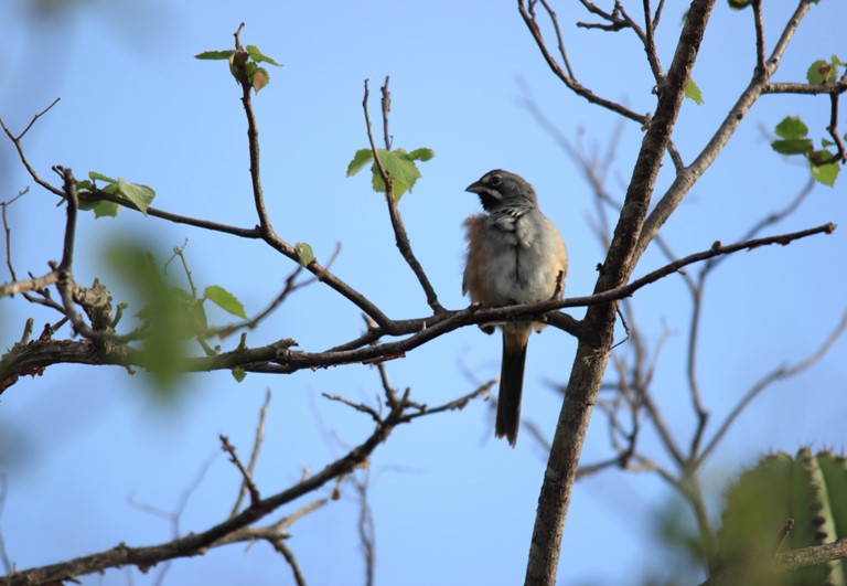Bridled Sparrow, dominant species at Oak Woodland.