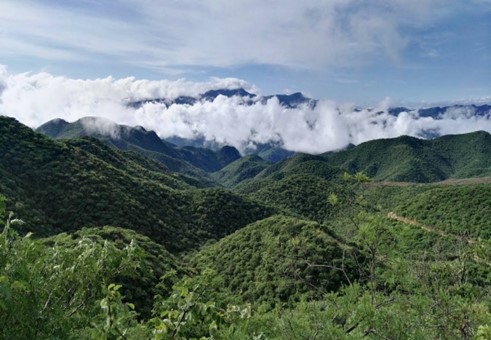 Panoramic view of the Neotropical Seasonal Dry Forests in Oaxaca, Mexico, during the wet season.