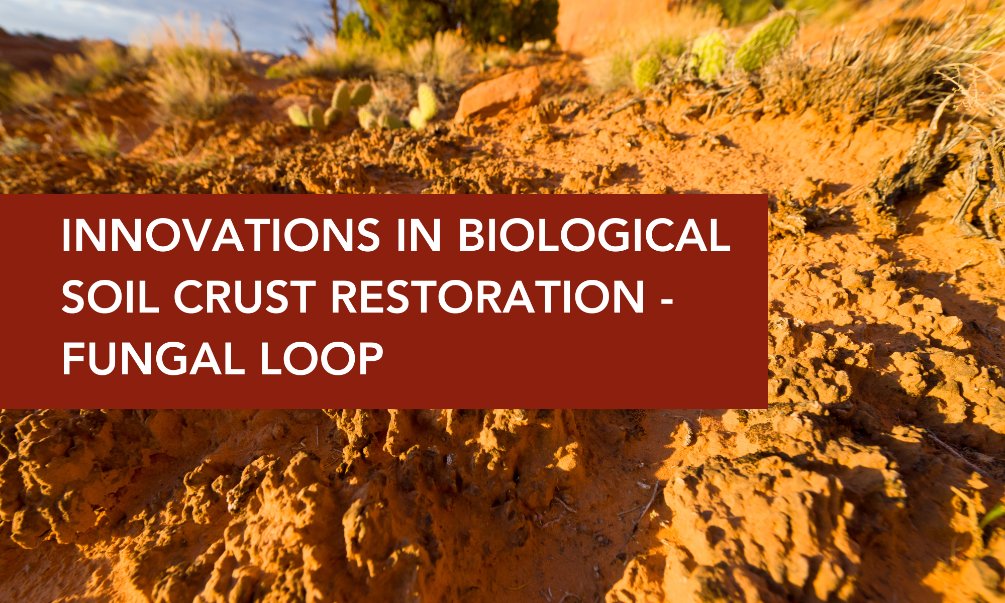 Innovations in biological soil crust restoration - Fungal loop