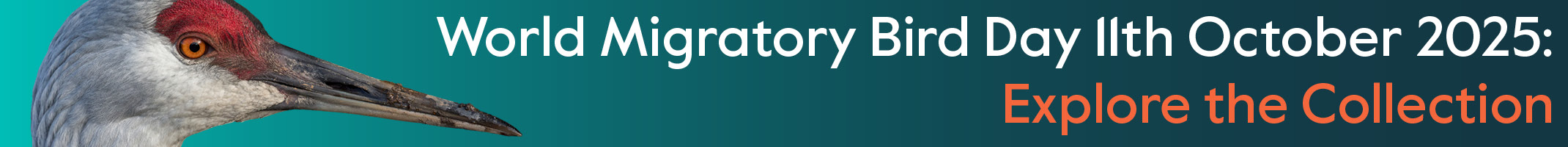 Migratory Bird Day Banner