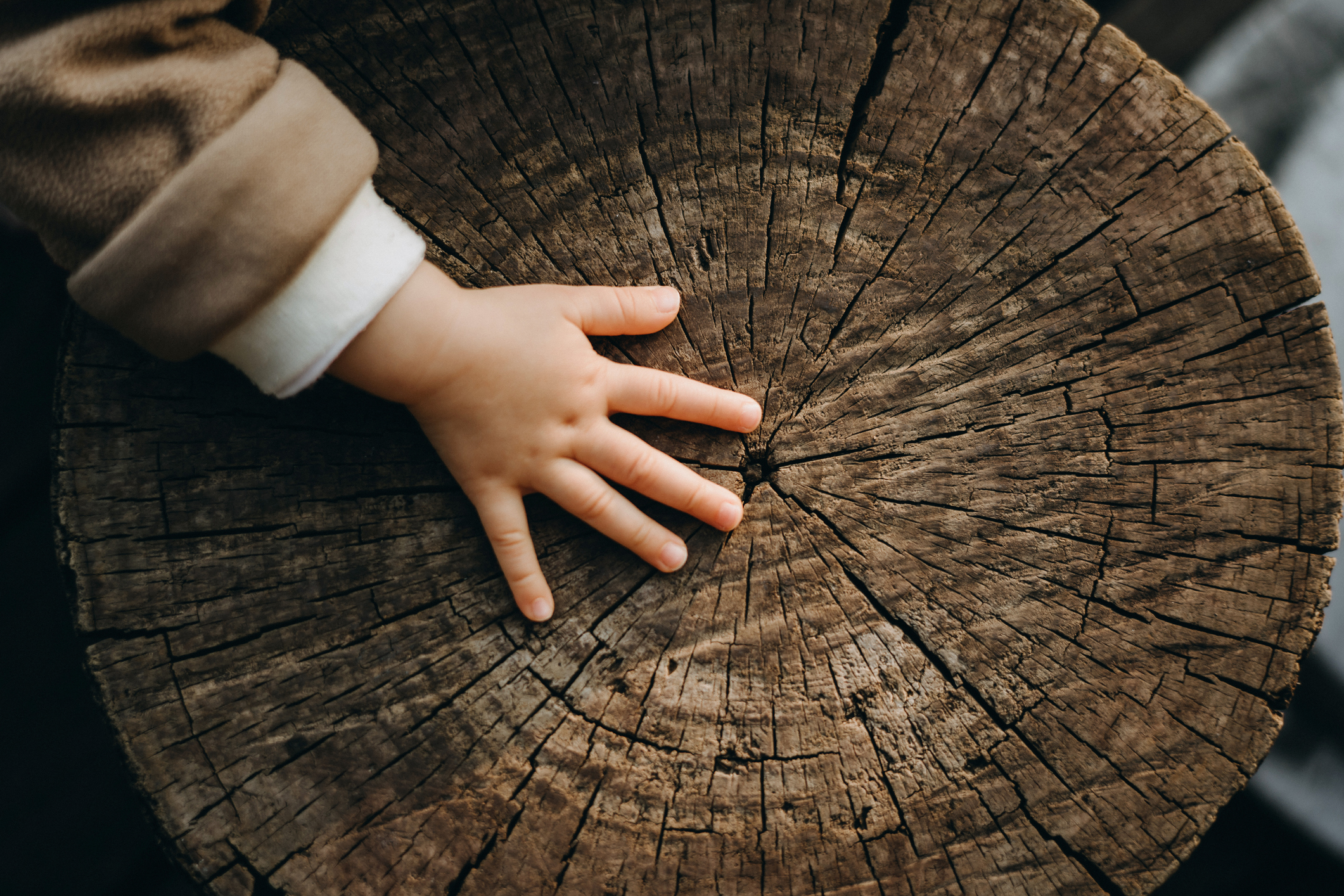 child hand on tree trunk