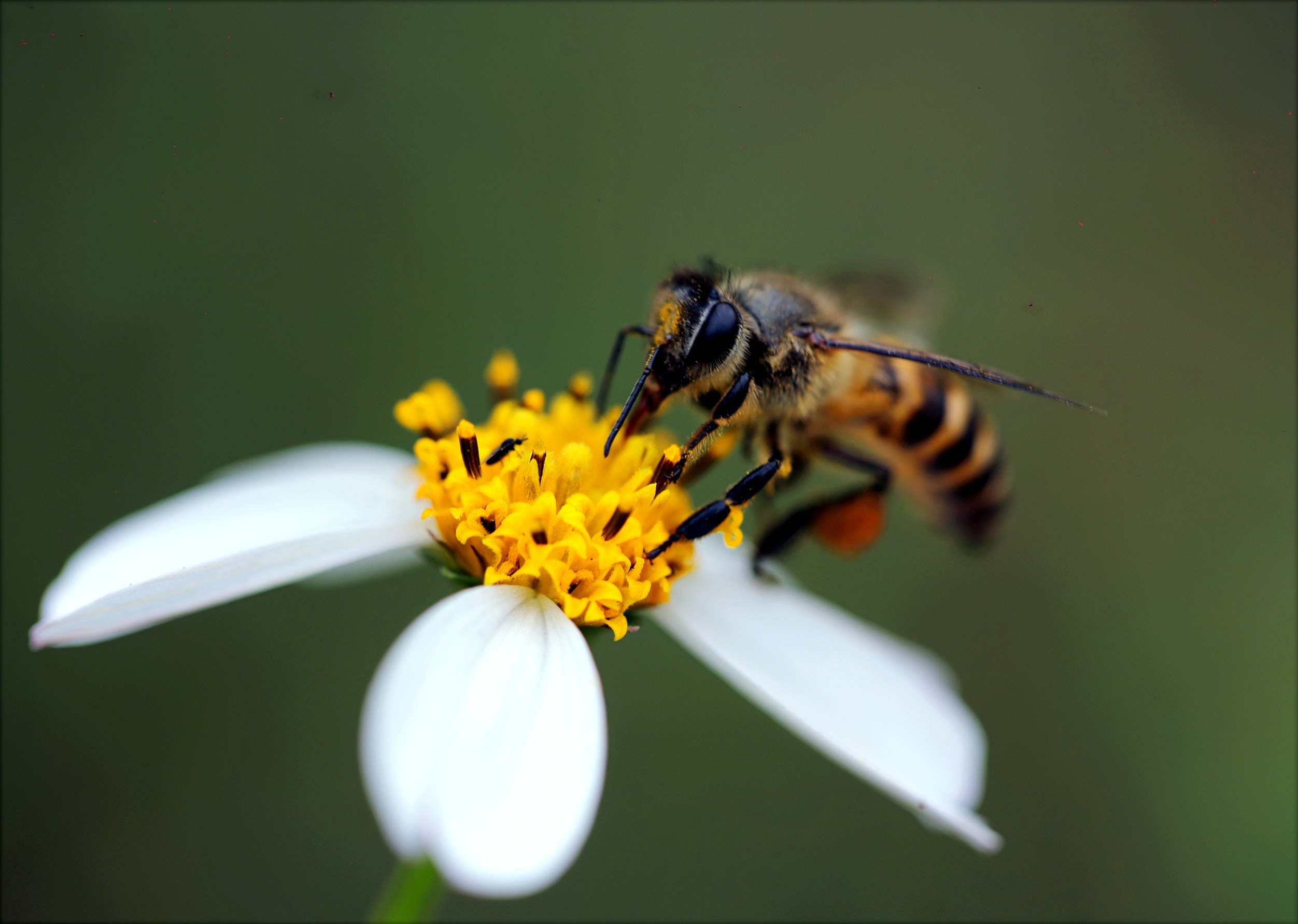  a bee gathers nectar from the yellow centre of a white flower