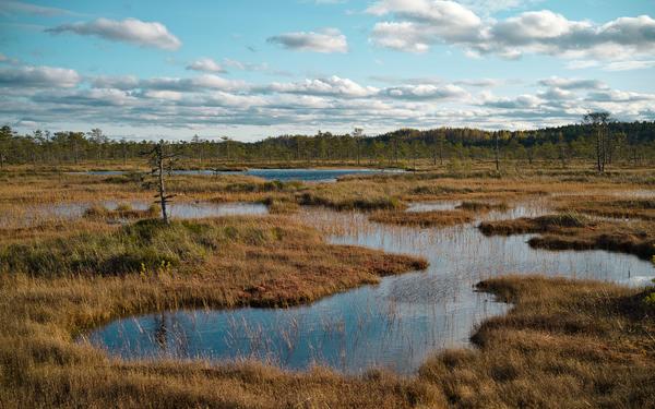 A northern European bog