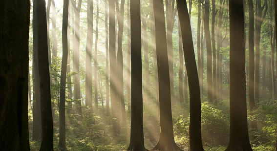 trees in United Arab Emirates forest 